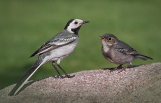 всегда мало..