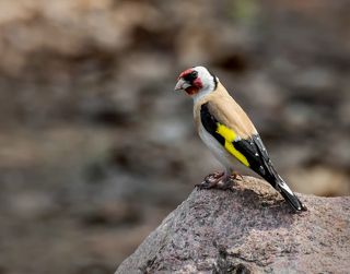 щегол прилетел напиться воды..