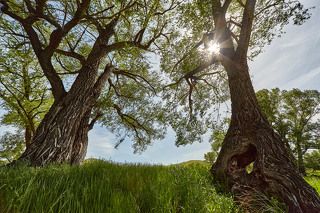 Ивы - Гиганты