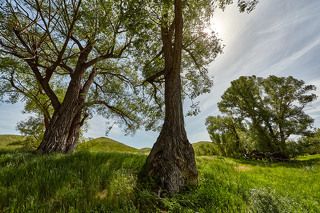 Ивы - Гиганты