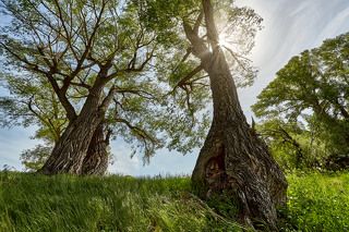 Ивы - Гиганты