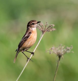черноголовый чекан (самка)..