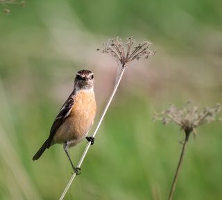 черноголовый чекан (самка)..