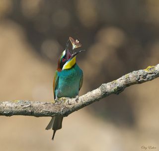 В качестве добычи бабочка бражник-шмелевидка жимолостная