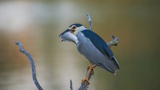 О рыбаке и рыбке