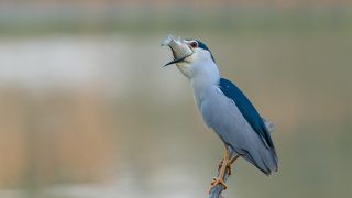 Завтрак кваквы