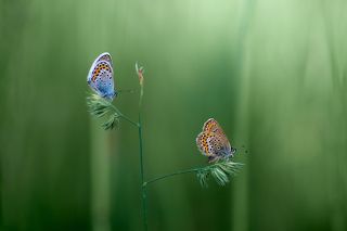 Голубянка Икар и Голубянка Терсит