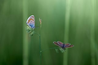Голубянка Икар и Голубянка Терсит