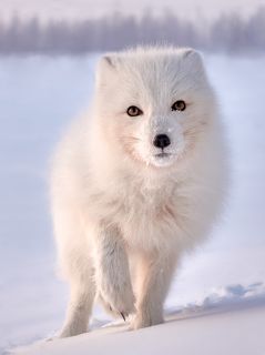 Как домашний