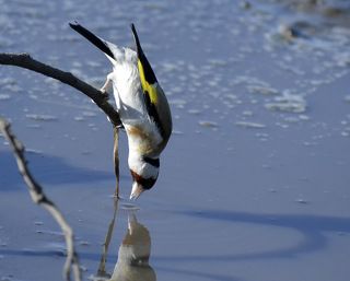 ЧЕРНОГОЛОВЫЙ ЧЕКАН