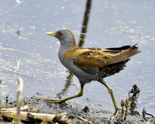 МАЛЫЙ ПОГОНЫШ