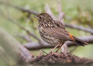 варакушонок на гнезде..