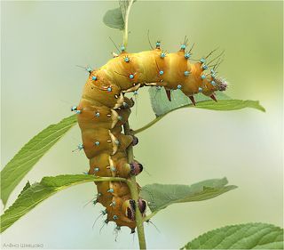 Гусеница большого ночного павлиньего глаза