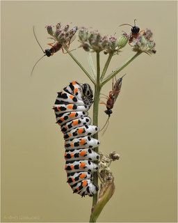 Гусеница махаона