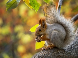 с маньчжурским орехом