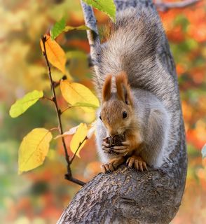 с маньчжурским орехом