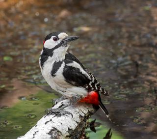 осматривается..