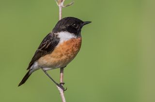 черноголовый чекан..