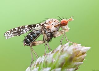 Красноглазая