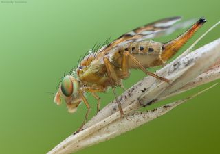 Муха-длинный хвост