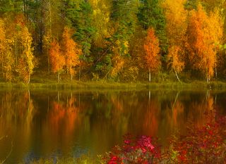 Пришел октябрь. Поднес под кроны  Свой факел – вспыхнули леса.  Одна сосна огнем зеленым  Смеется осени в глаза.