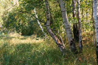 02 Берёзки на старицах по-прежнему радуют глаз...)