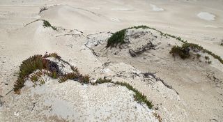 Дождь на дюне