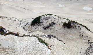 Дождь на дюне