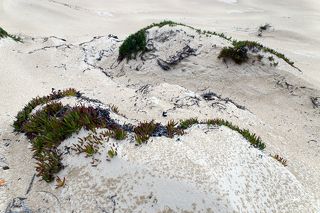 Дождь на дюне