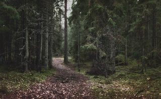 Лесными дорожками. . .