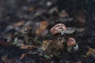 Жили-были в Монрепо. . . потом ещё были рыжики и маслята) Хороший конец октября) Спасибо, Монрепо)