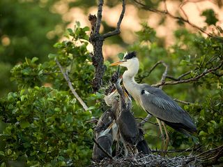 цапля прилетела в гнездо на ольхе чтобы кормить своих птенцов