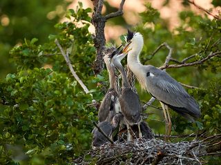 птенцы нетерпеливо хватают родителей за клюв, понуждая отрыгнуть рыбу
