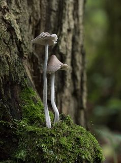 Подайте убогим!