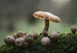 Директор бахчи