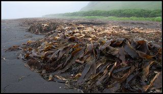 морская капуста, ешь - не хочу))