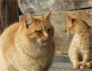 Не сошлись характерами