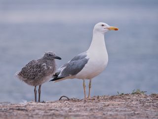 Чайка дочь и чайка мама