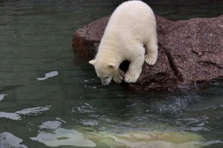 Мама ты где? Я к тебе хочу!