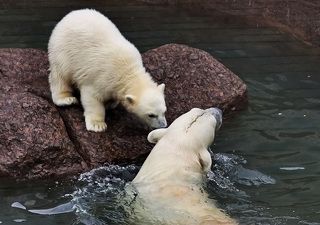 Ну так давай, сынок, учиться плавать...