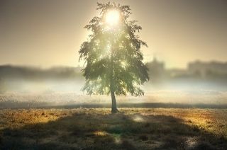 Душа дерева