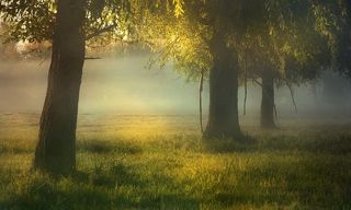 Утренний лес