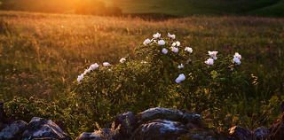 Дикий шиповник