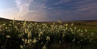 Степная мальва