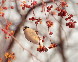 снегирь (самка)