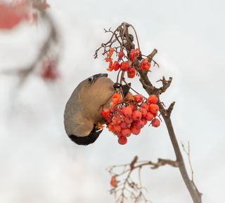 снегирь (самка)