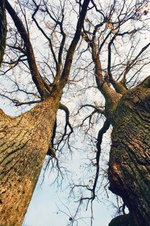 Название - Небо в ветвях!