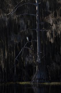 Swamps of Texas and Louisiana