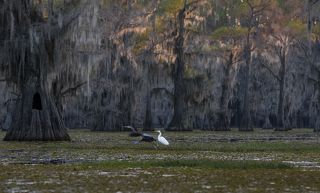 Swamps of Texas and Louisiana