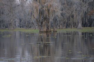 Swamps of Texas and Louisiana